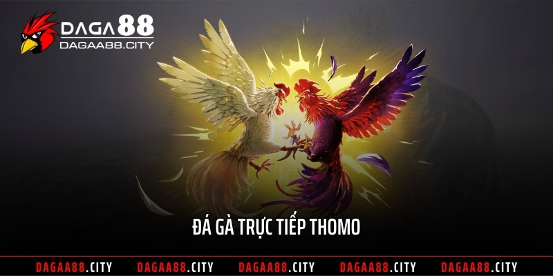 Đá gà trực tiếp THOMO